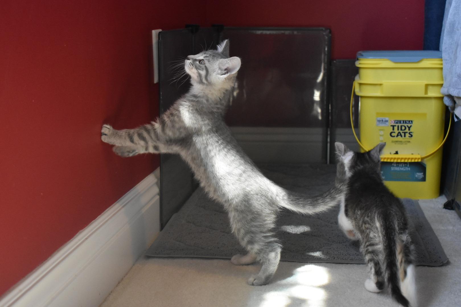 Enlarge Mereoleona, a ADOPTABLE Domestic Short Hair in Hartville, OH image 4/5