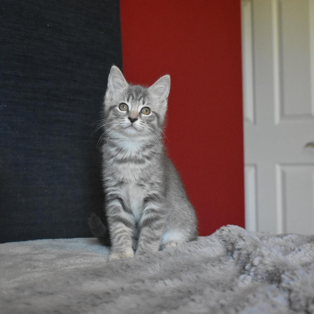 Enlarge Mereoleona, a ADOPTABLE Domestic Short Hair in Hartville, OH image 1/5