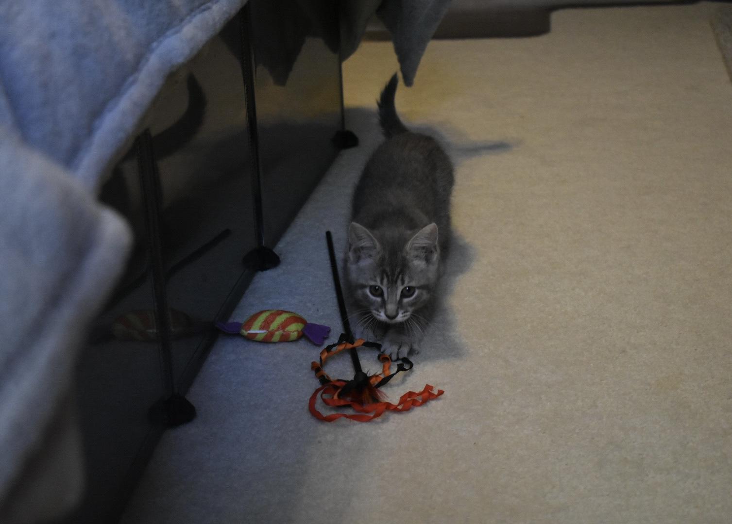 Enlarge Mereoleona, a ADOPTABLE Domestic Short Hair in Hartville, OH image 5/5