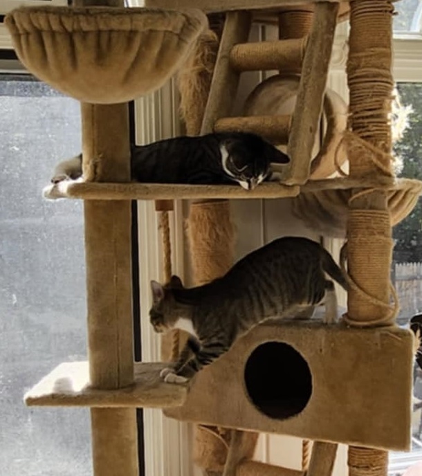 Enlarge Sam and Leo, a Adopted Domestic Short Hair in Franklin, MA image 3/3