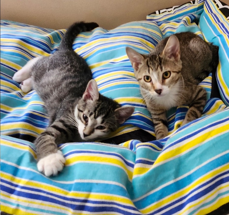 Enlarge Sam and Leo, a Adopted Domestic Short Hair in Franklin, MA image 1/3