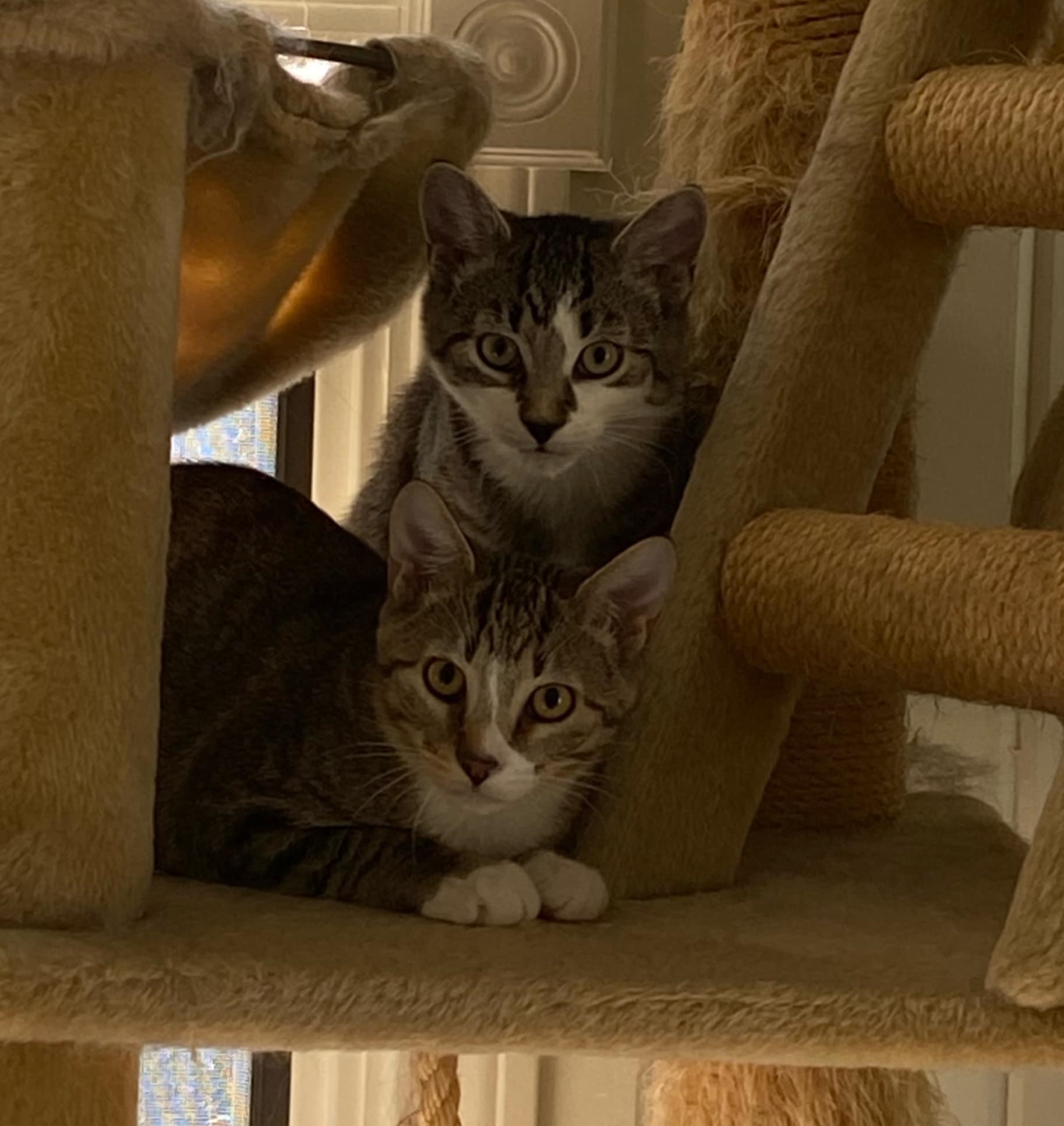 Enlarge Sam and Leo, a Adopted Domestic Short Hair in Franklin, MA image 2/3