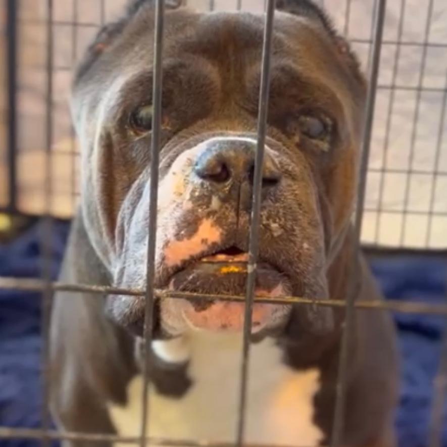 Mitch, a Adoptable mixed breed in Pahrump, NV image 1/3