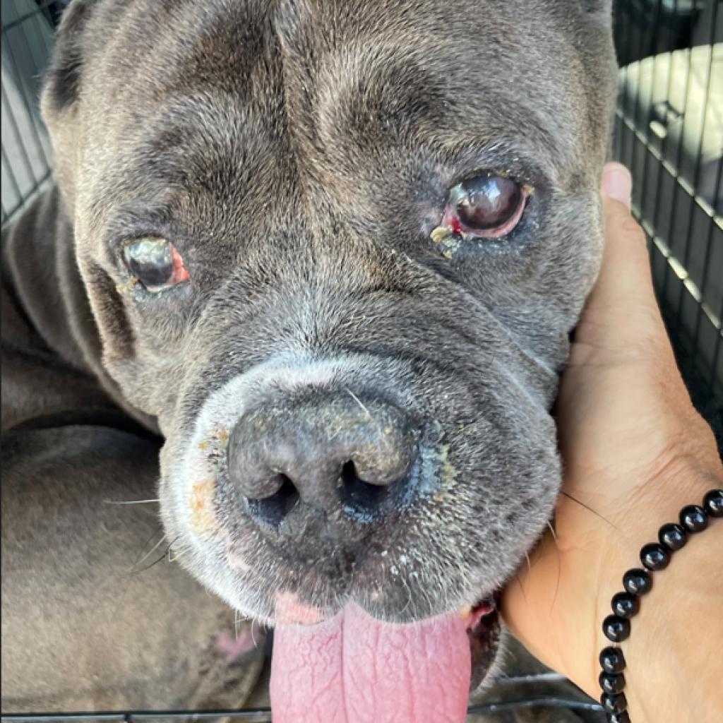 Mitch, a Adoptable mixed breed in Pahrump, NV image 2/3