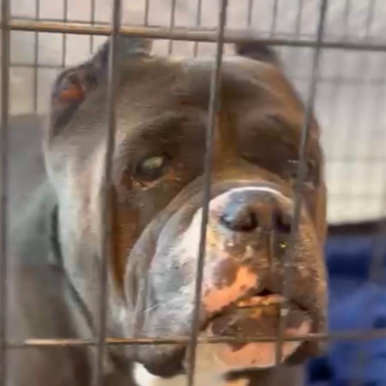 Mitch, a Adoptable mixed breed in Pahrump, NV image 3/3