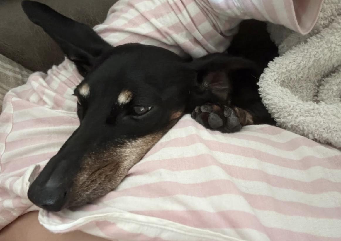 Enlarge Grandma T, an adopted Dachshund in Edmond, OK image 5/5