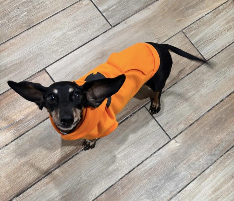 Enlarge Grandma T, an adopted Dachshund in Edmond, OK image 2/5