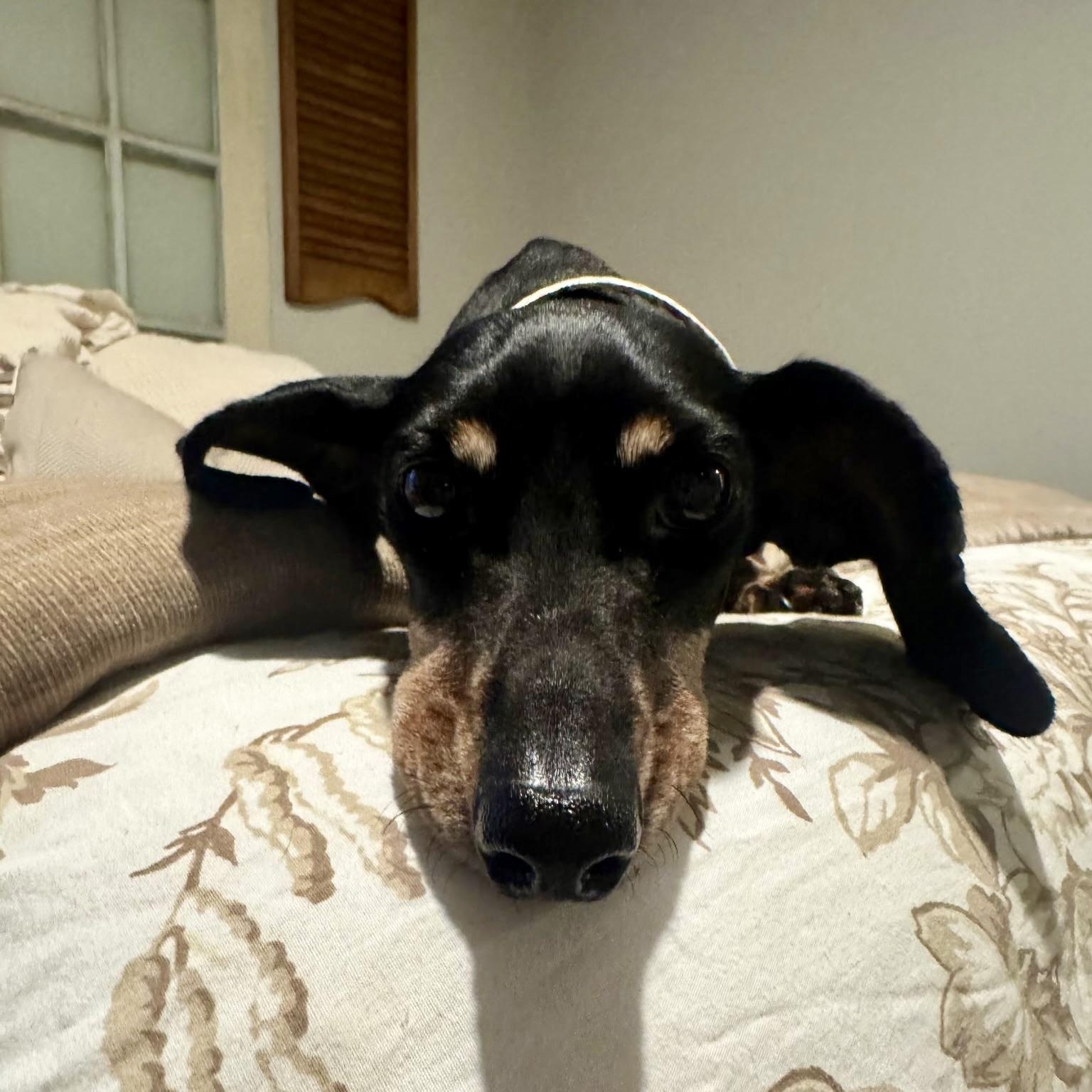 Enlarge Grandma T, an adopted Dachshund in Edmond, OK image 4/5