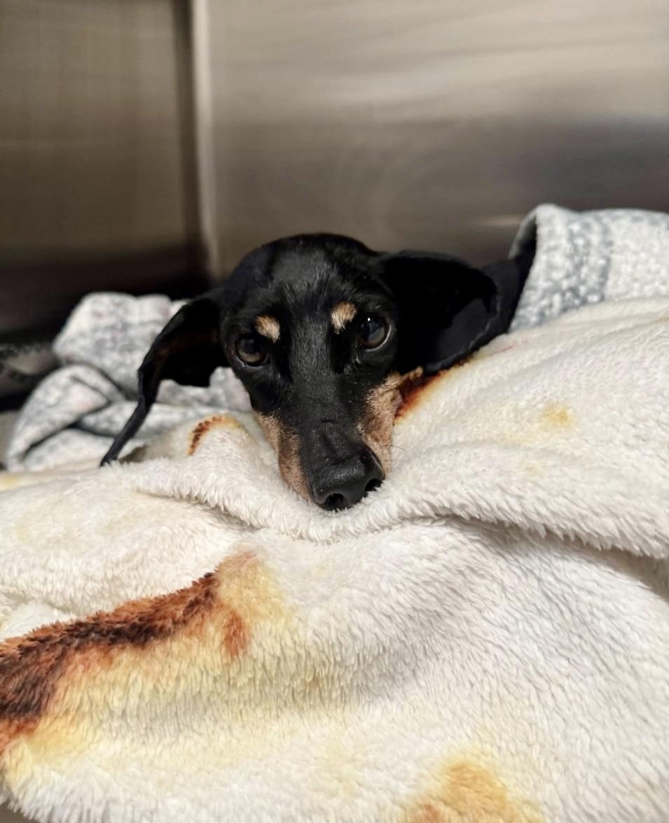 Enlarge Grandma T, an adopted Dachshund in Edmond, OK image 3/5