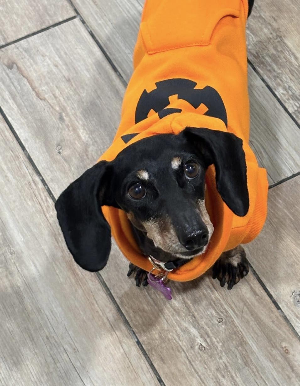 Enlarge Grandma T, an adopted Dachshund in Edmond, OK image 1/5