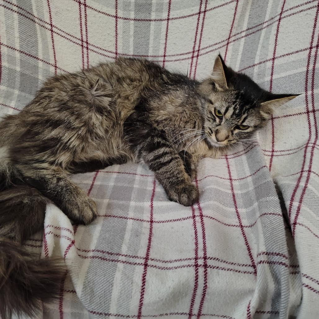 Mama Cashmere, Adoptable, Adult Female Domestic Medium Hair.