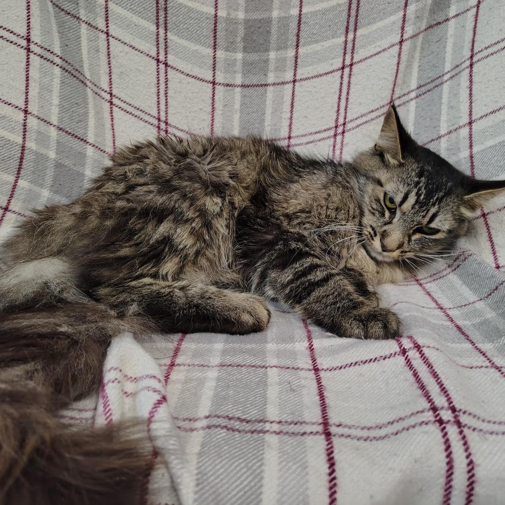 Enlarge Mama Cashmere, a Adoptable Domestic Medium Hair in Coos Bay, OR image 2/6