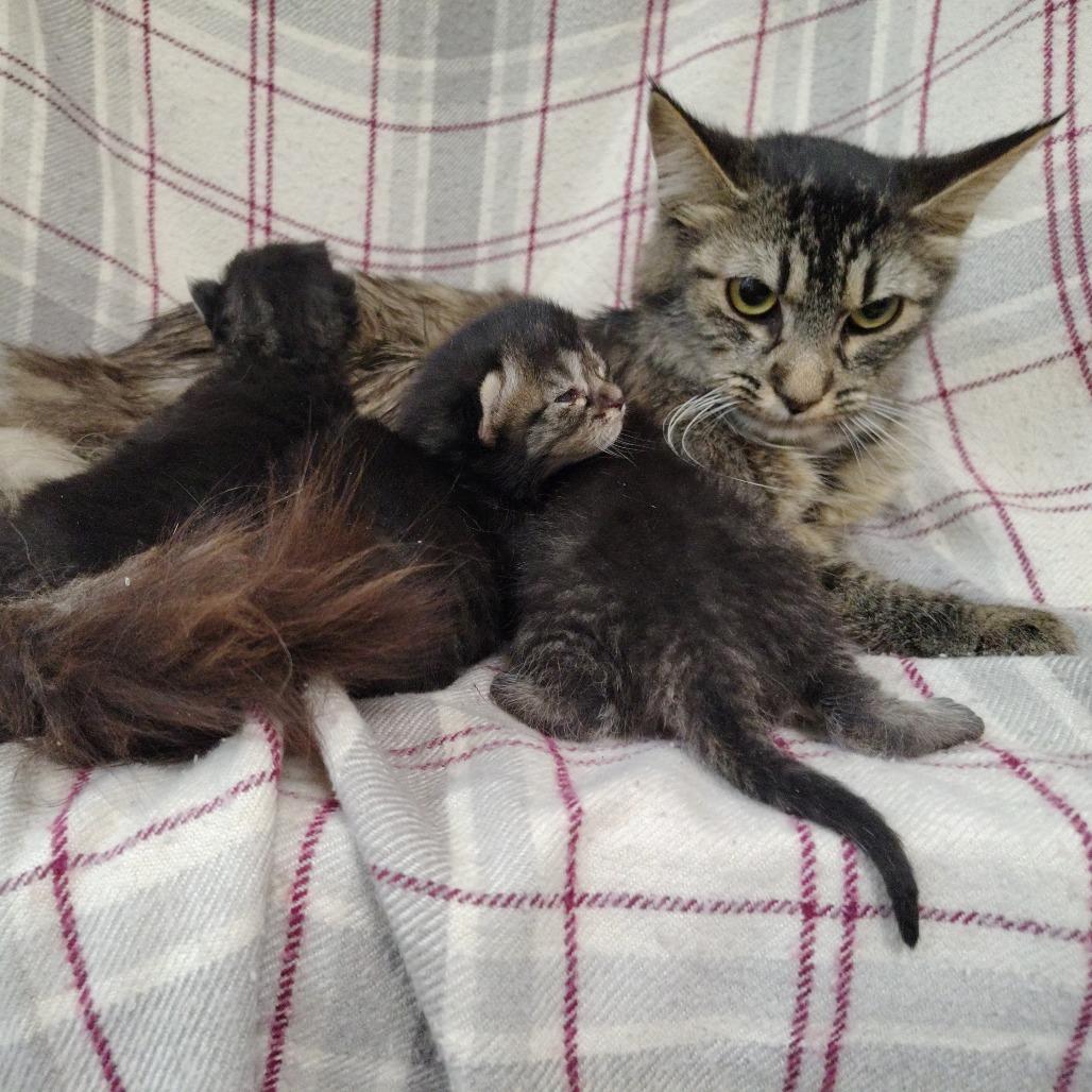 Enlarge Mama Cashmere, a Adoptable Domestic Medium Hair in Coos Bay, OR image 3/6