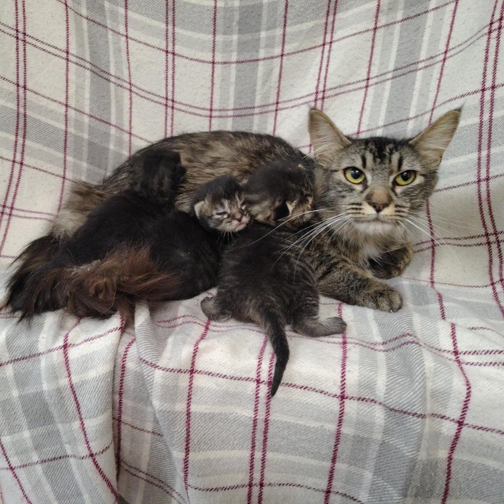Enlarge Mama Cashmere, a Adoptable Domestic Medium Hair in Coos Bay, OR image 5/6