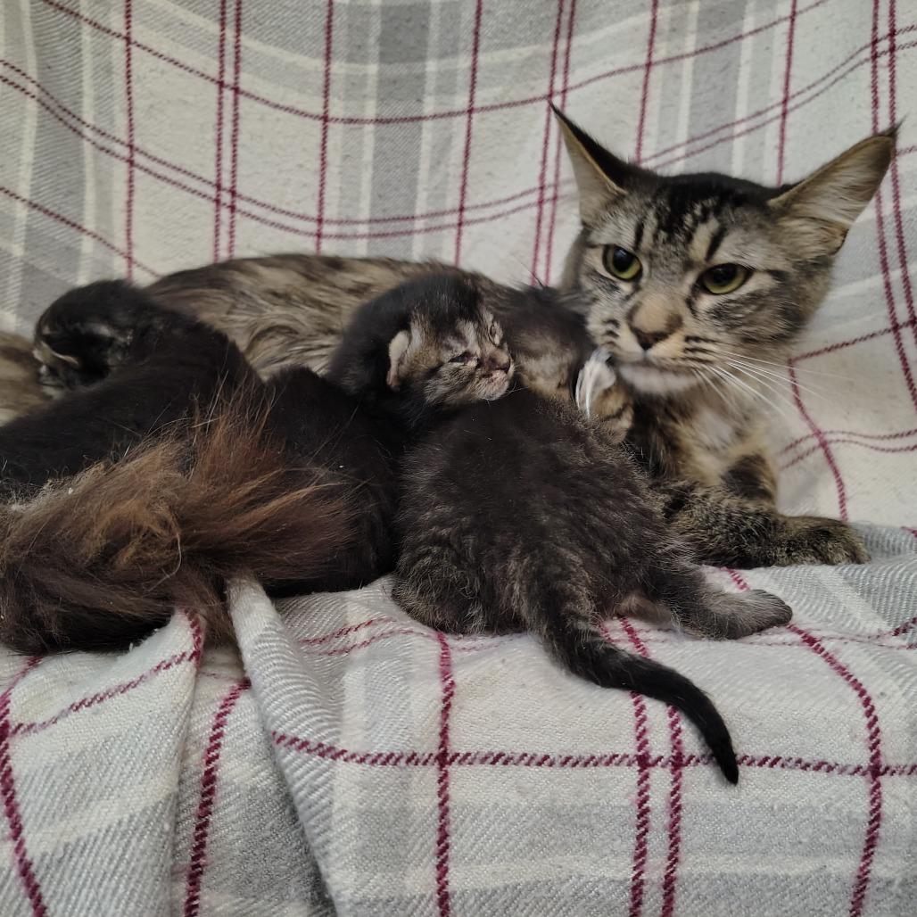 Enlarge Mama Cashmere, a Adoptable Domestic Medium Hair in Coos Bay, OR image 6/6