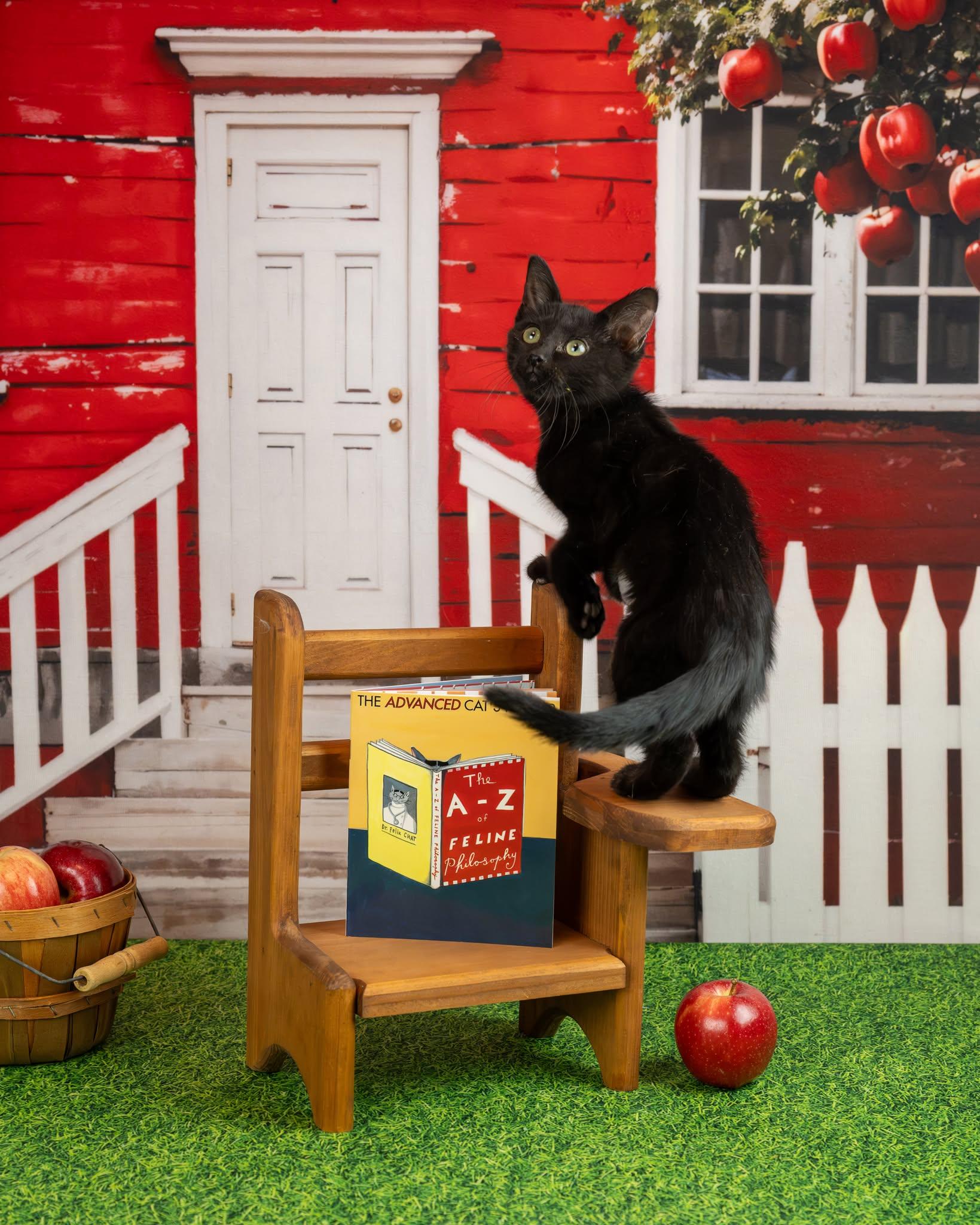 Enlarge Sheba, a Adoptable Domestic Short Hair in Lapeer, MI image 2/3