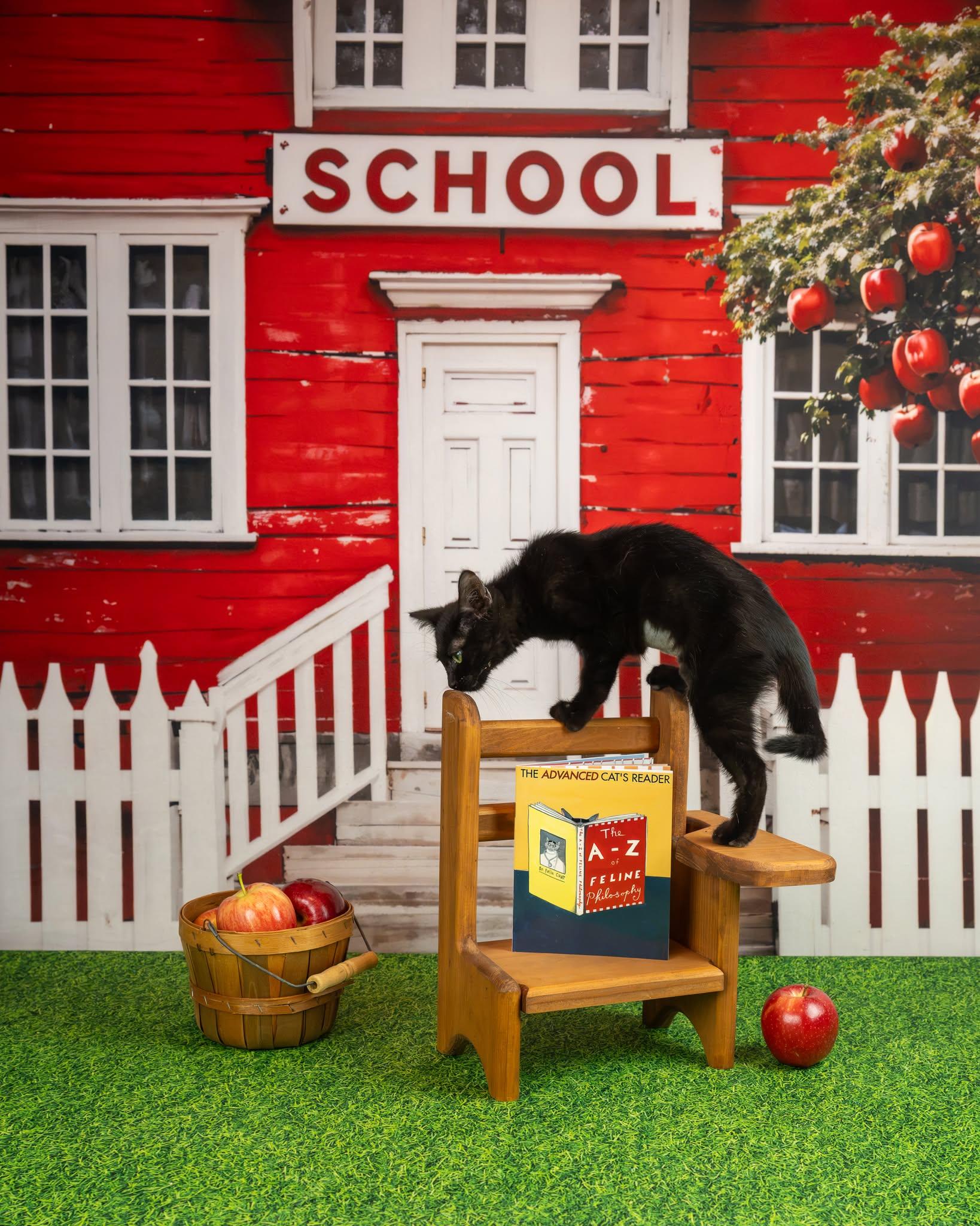 Enlarge Sheba, a Adoptable Domestic Short Hair in Lapeer, MI image 3/3
