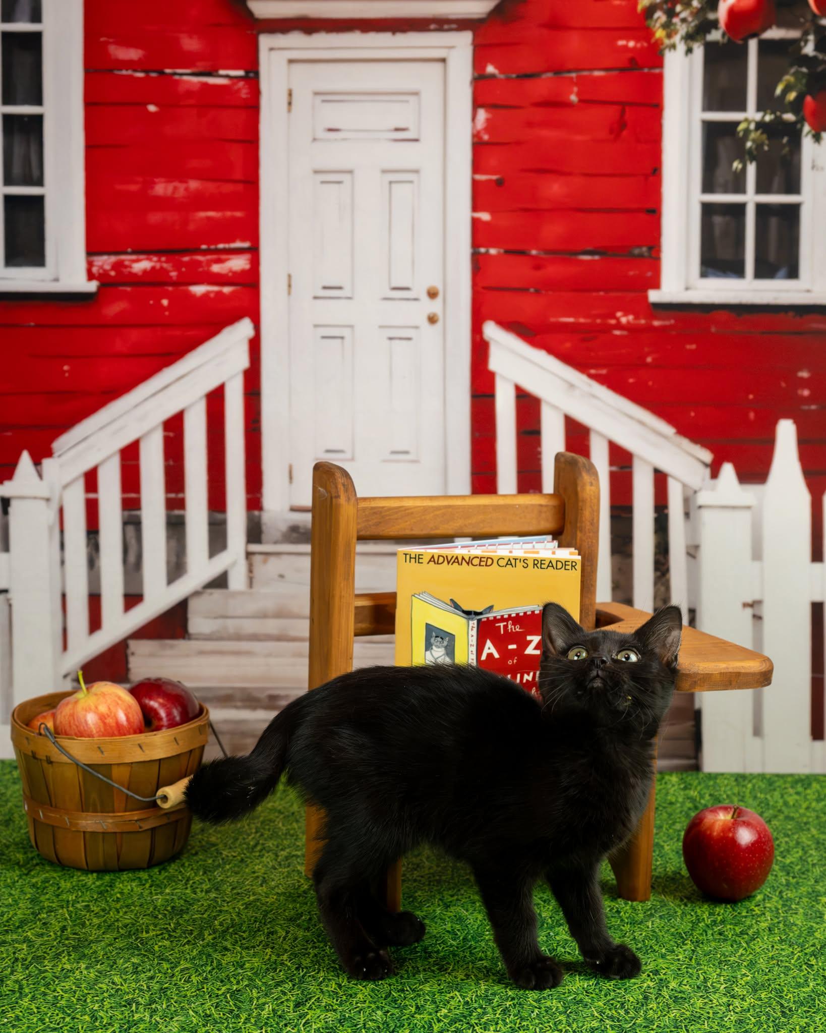 Enlarge Sheba, a Adoptable Domestic Short Hair in Lapeer, MI image 1/3