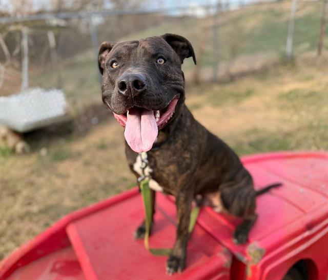 Enlarge SKEDADDLE, a Adoptable mixed breed in Omaha, NE image 1/1