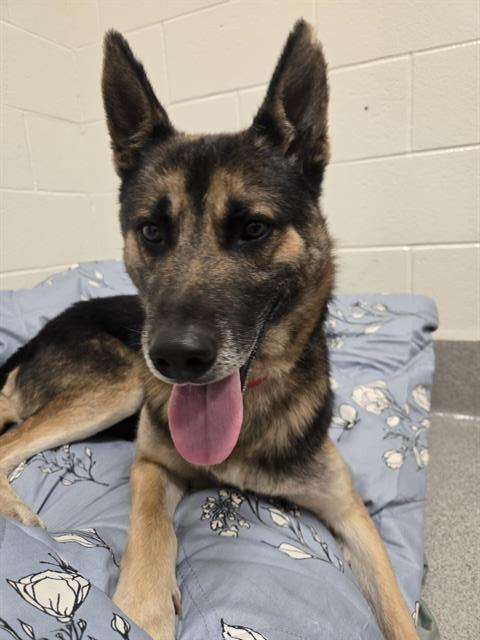 STONE, Adoptable, Adult Male German Shepherd Dog.
