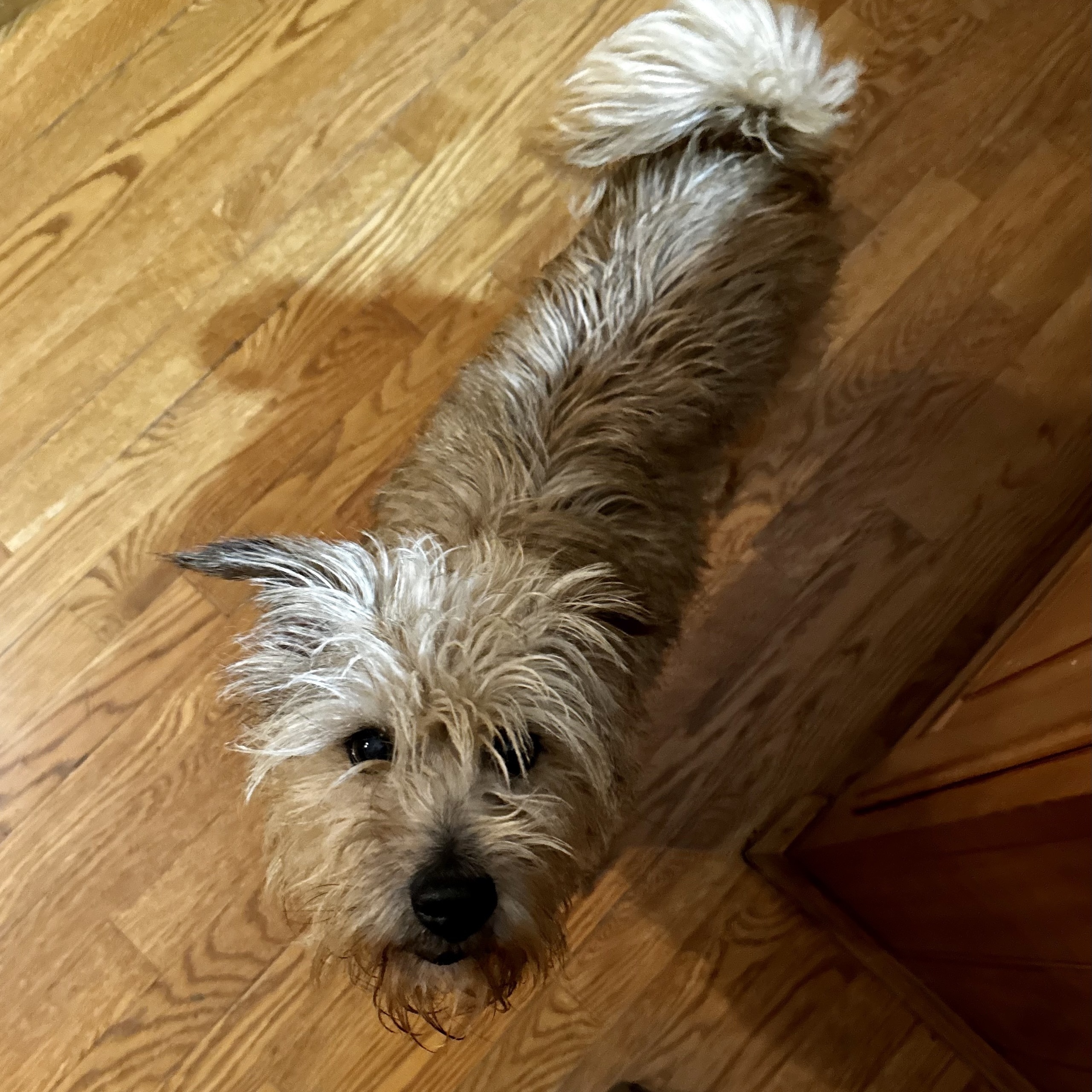 Penny - ADOPTION PENDING 6