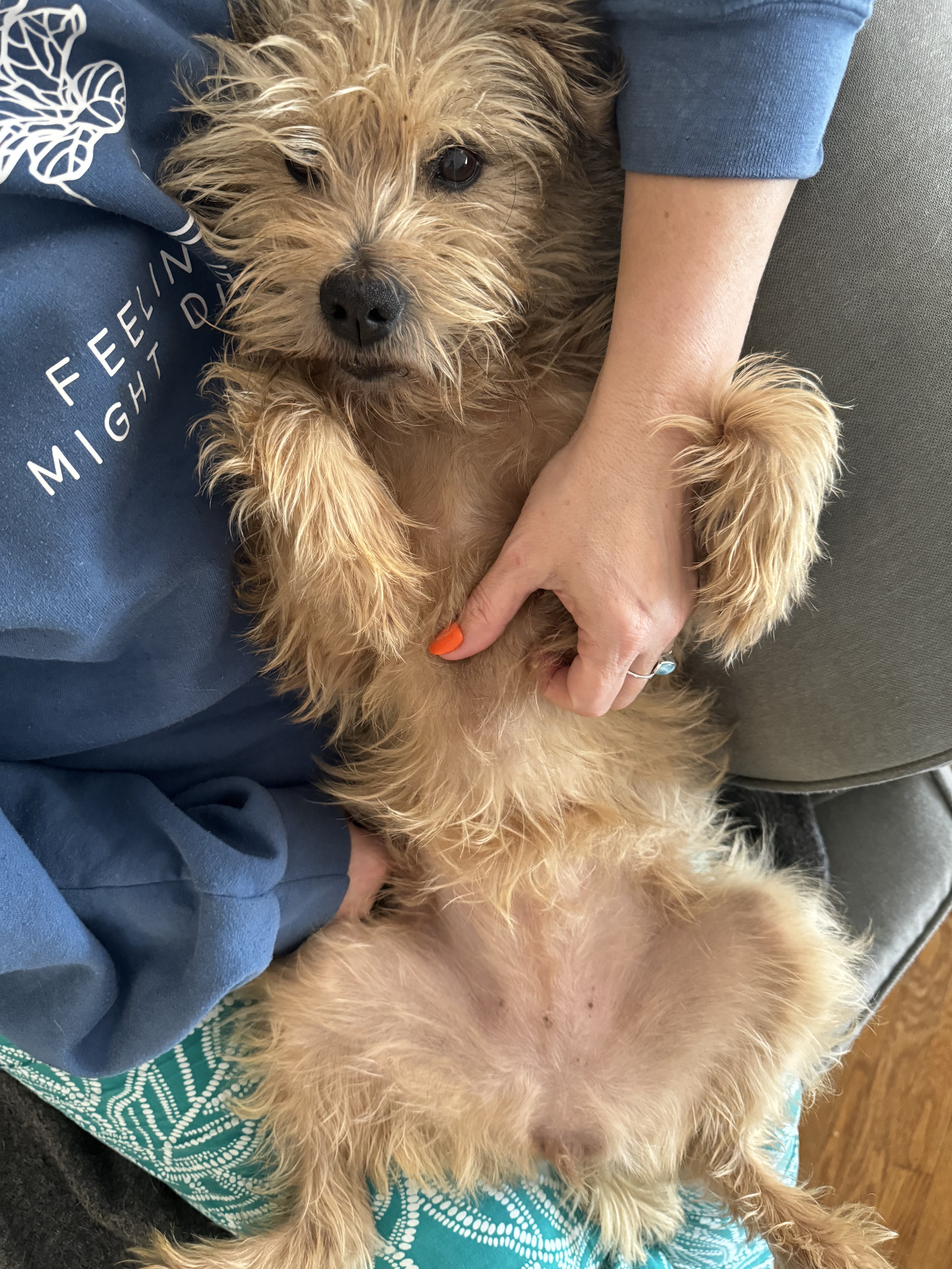 Penny - ADOPTION PENDING