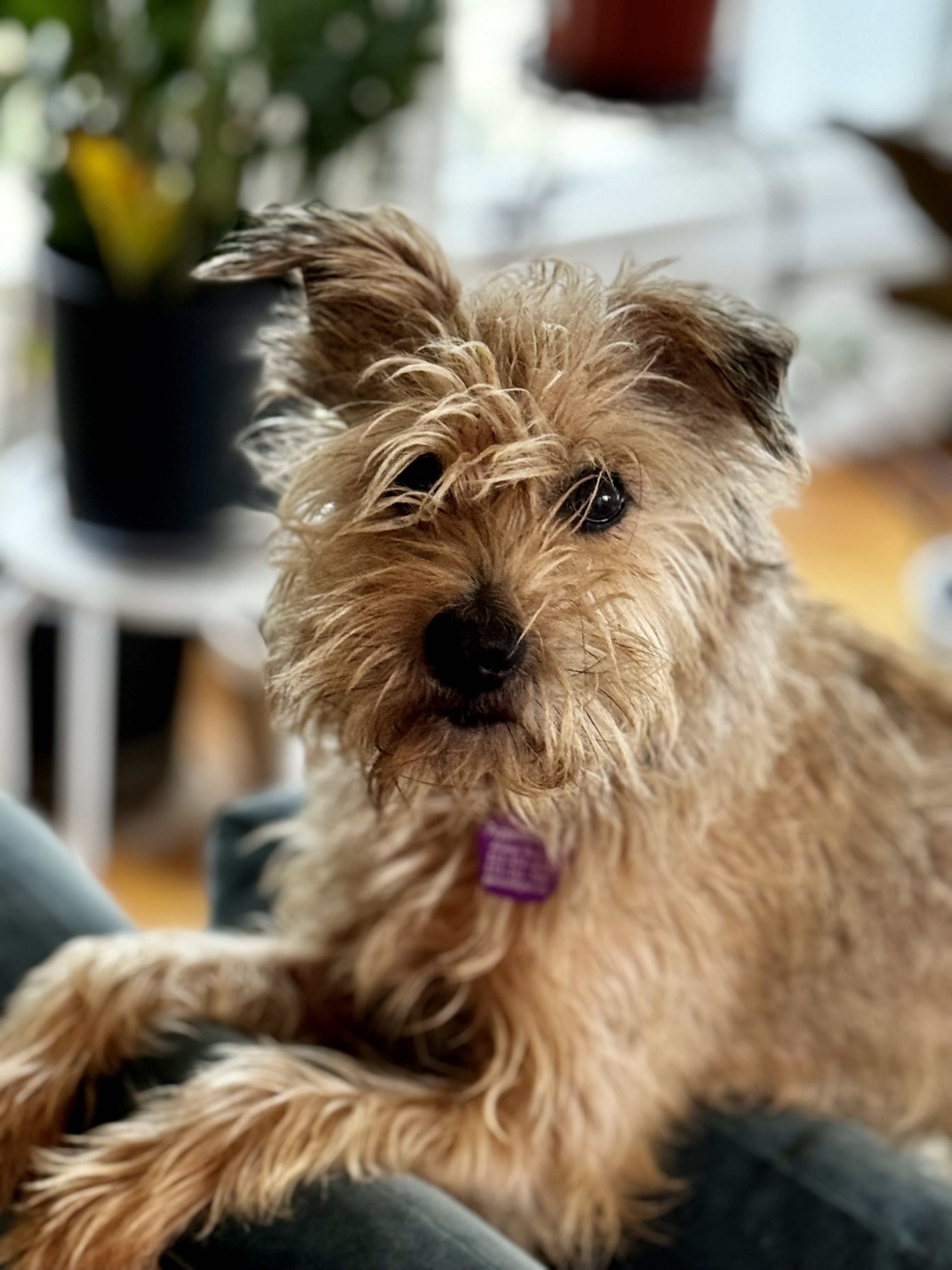 Penny - ADOPTION PENDING 3