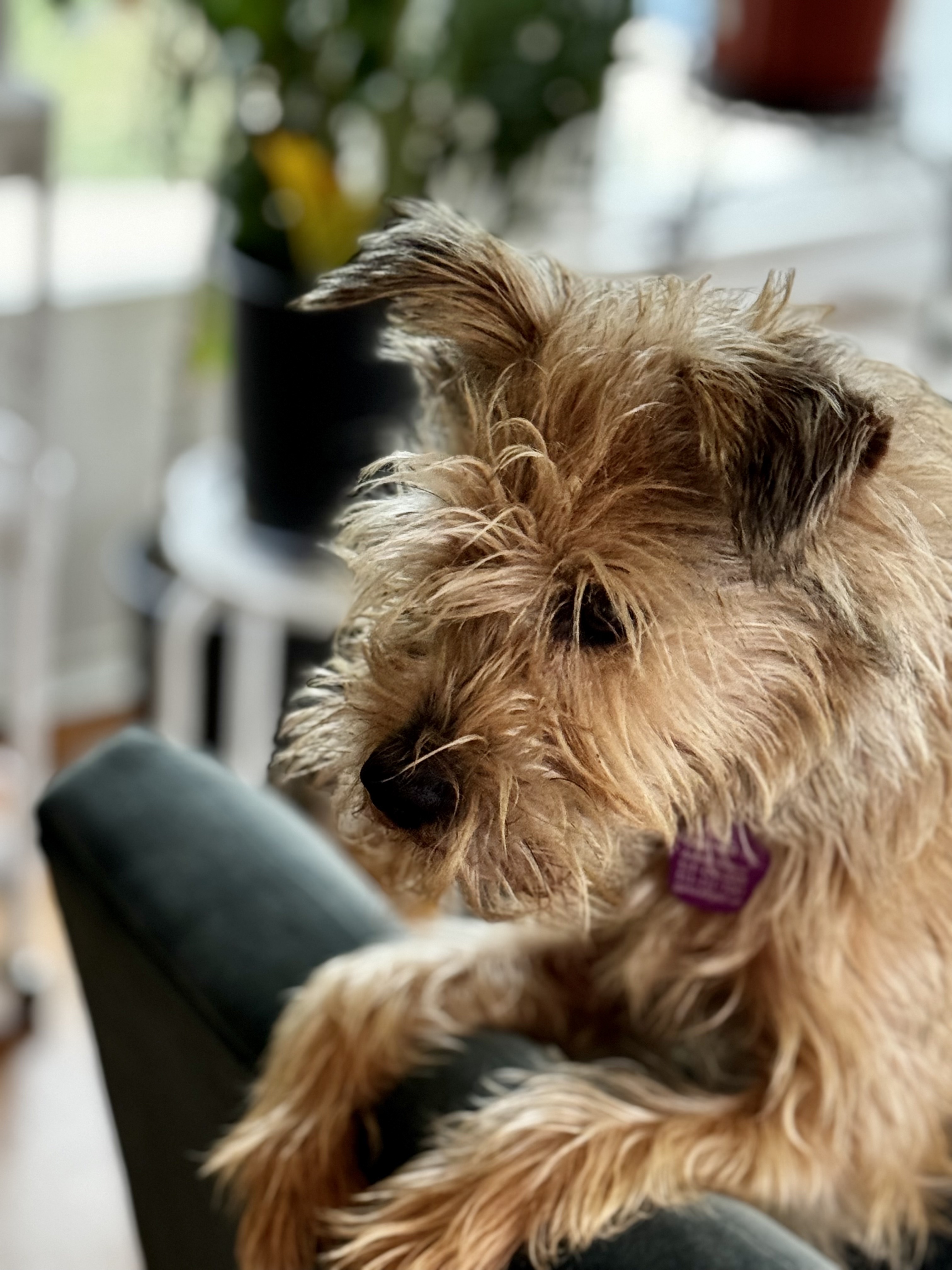 Penny - ADOPTION PENDING 2