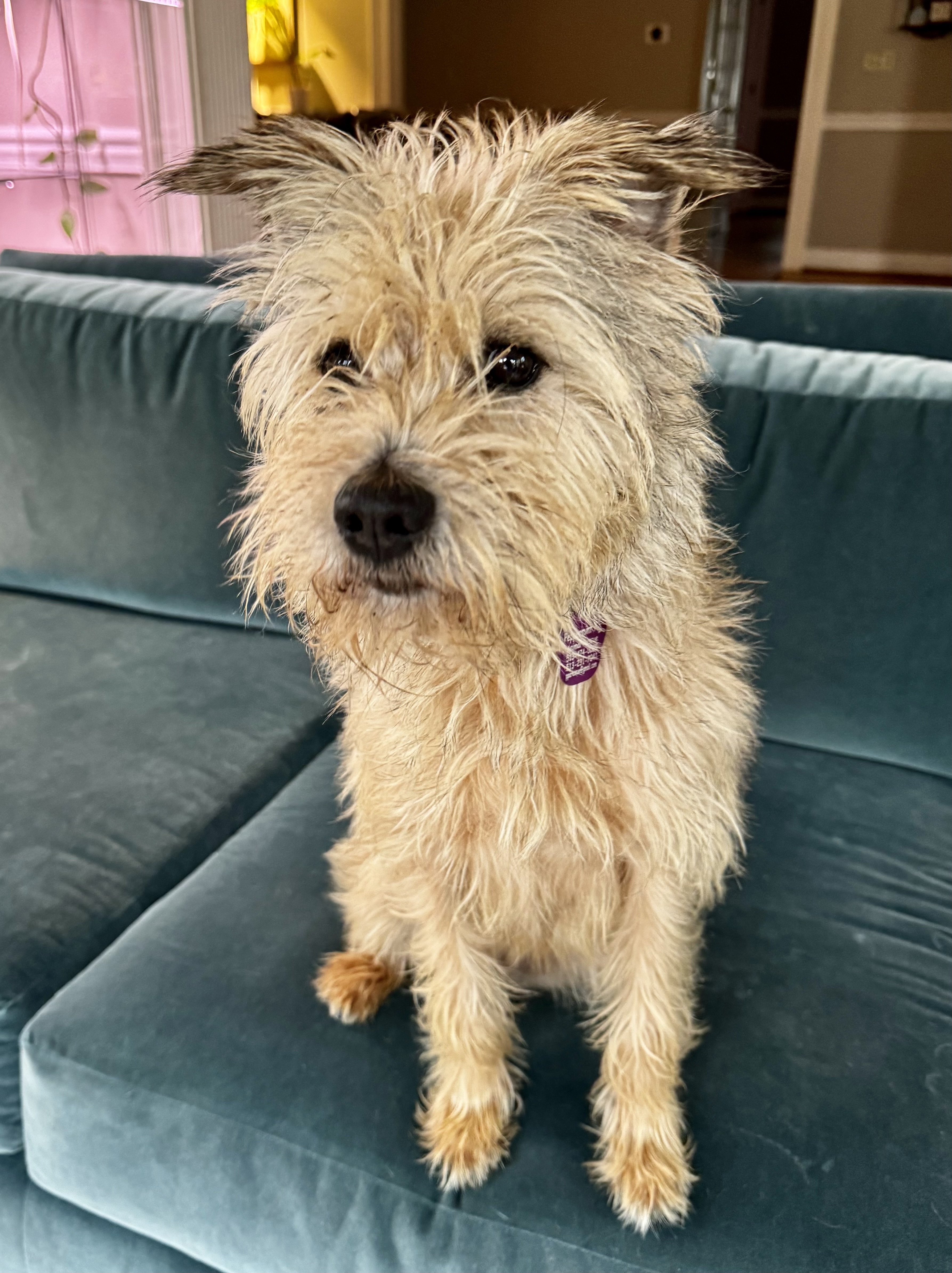 Penny - ADOPTION PENDING 5