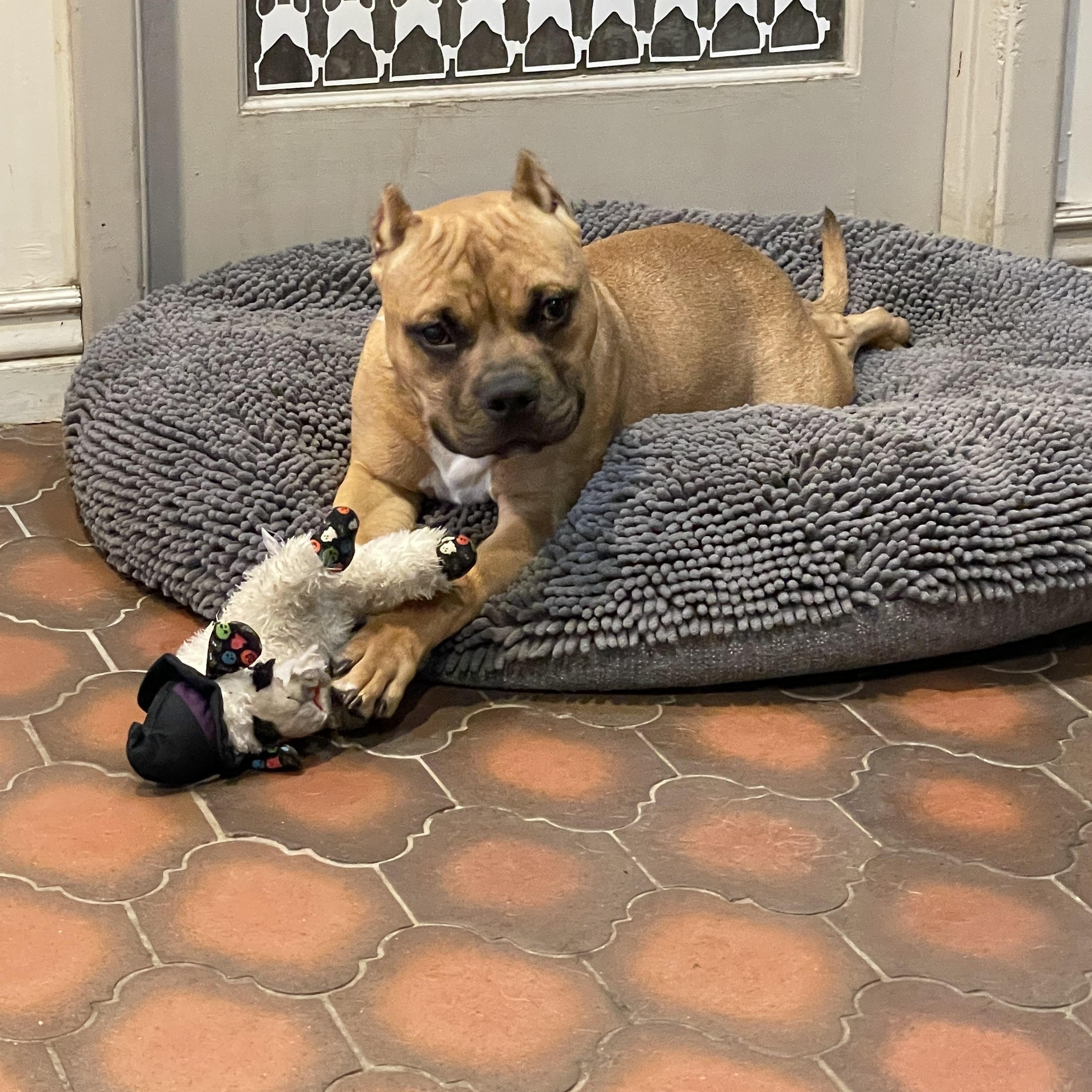 Enlarge Dutch, a Adoptable mixed breed in Phoenix, AZ image 3/5
