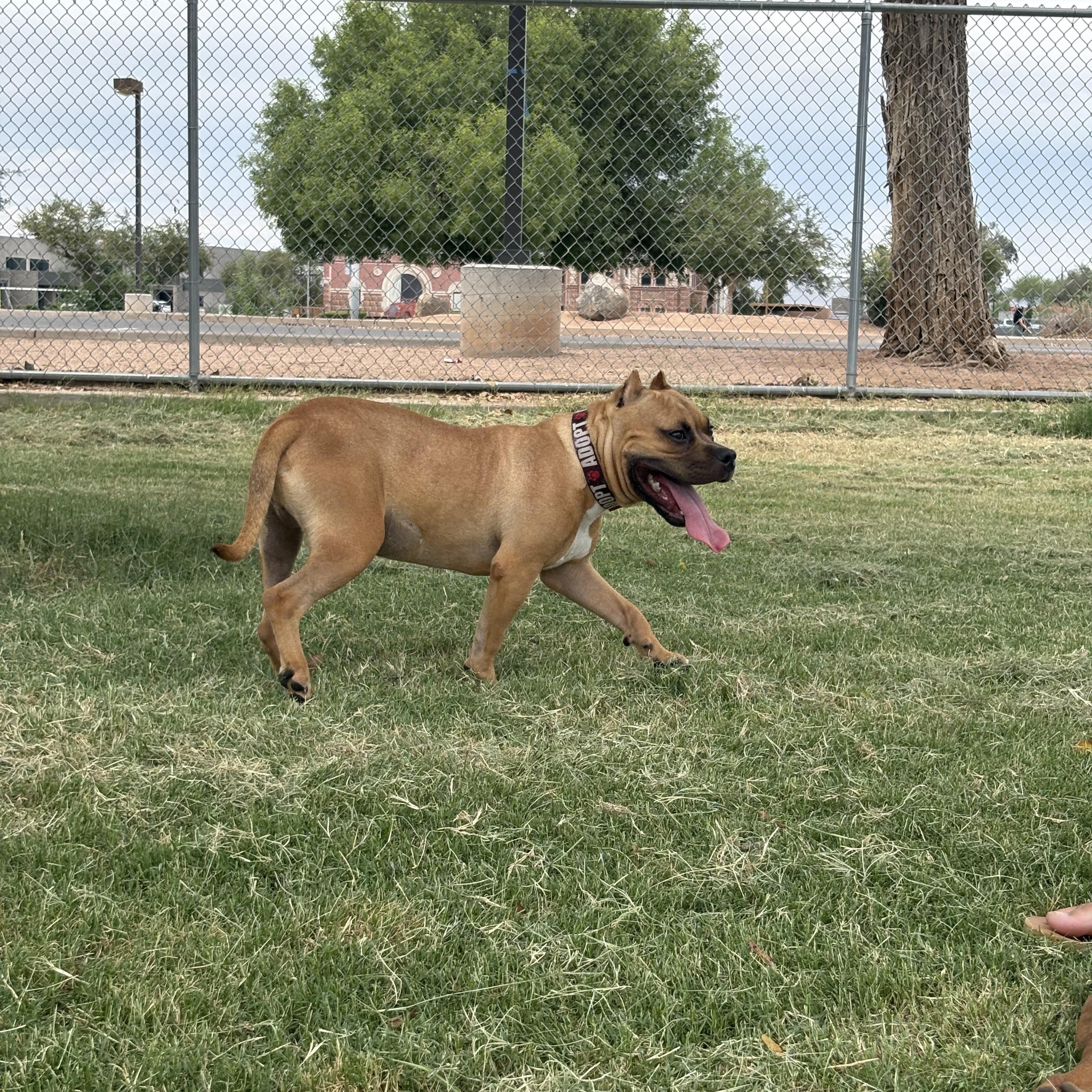 Enlarge Dutch, a Adoptable mixed breed in Phoenix, AZ image 5/5