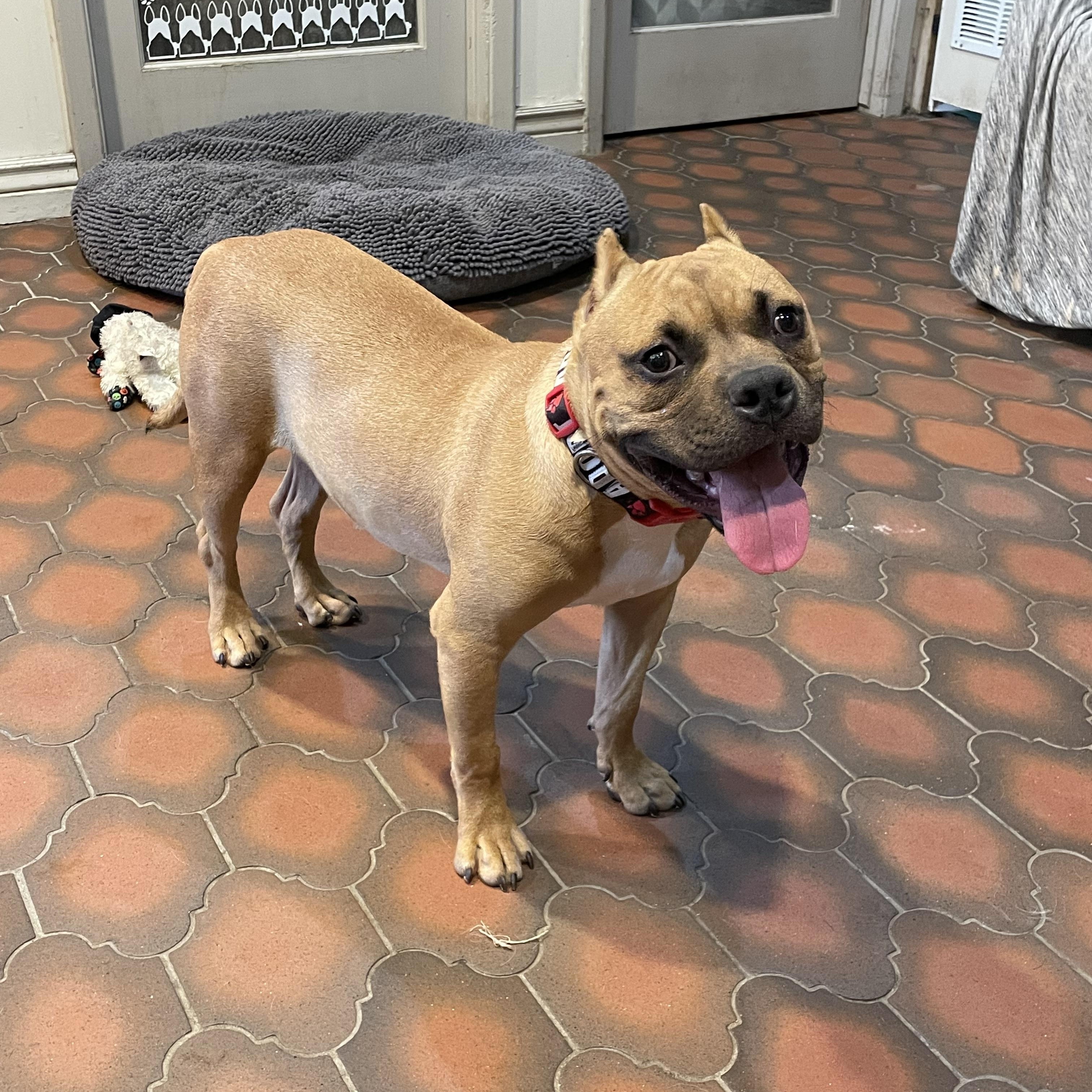 Enlarge Dutch, a Adoptable mixed breed in Phoenix, AZ image 4/5