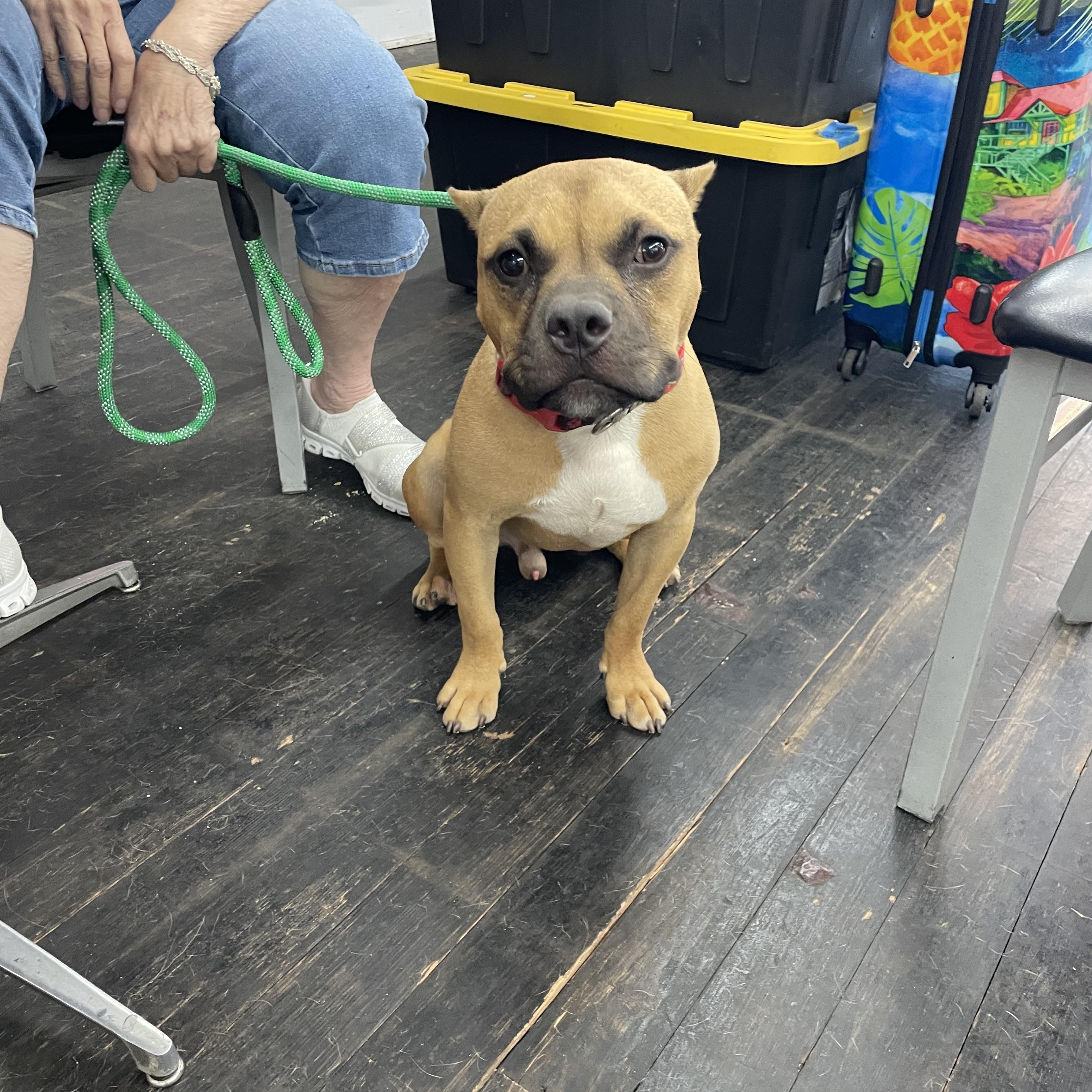 Dutch, Adoptable, Adult Male Bulldog & American Bulldog.