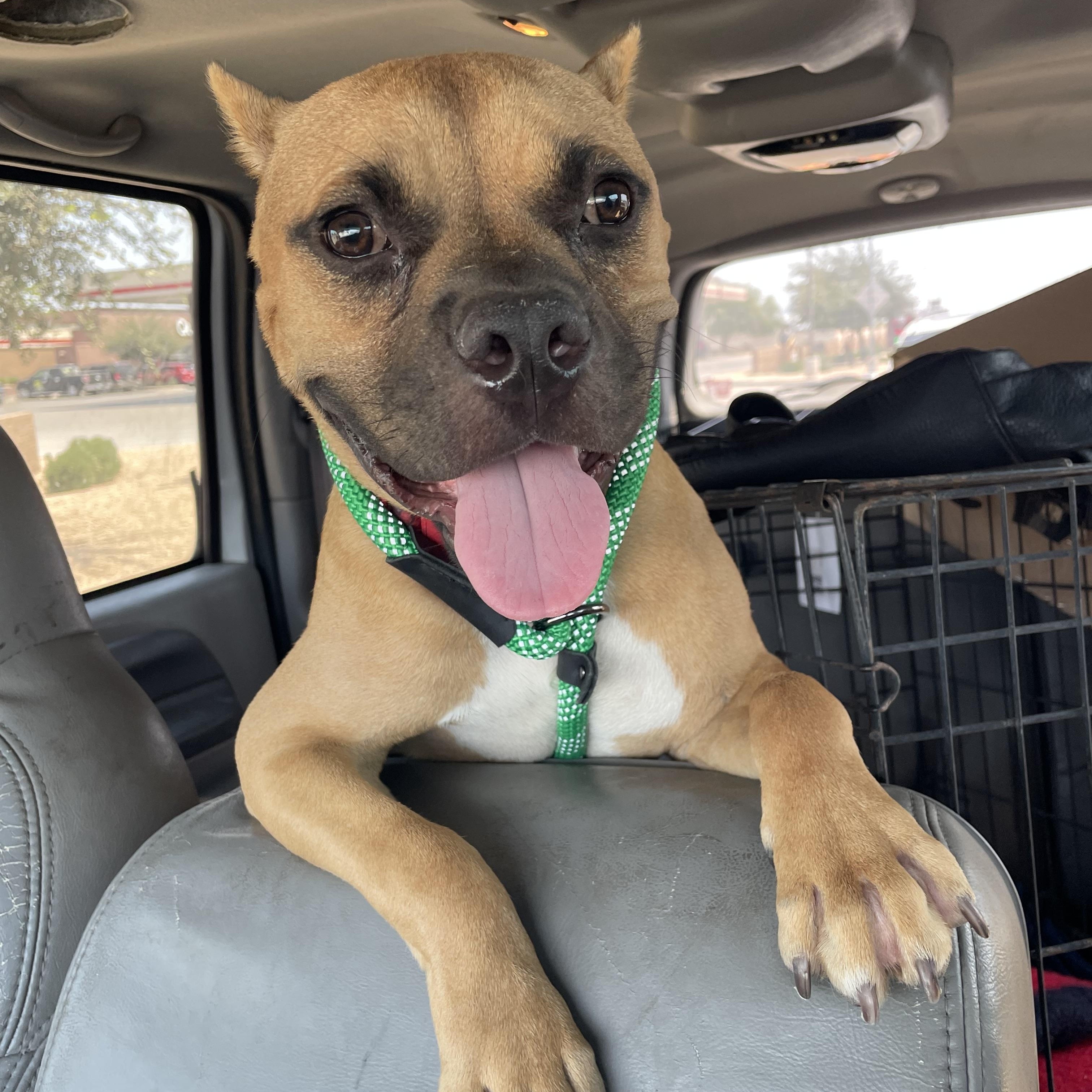 Enlarge Dutch, a Adoptable mixed breed in Phoenix, AZ image 2/5