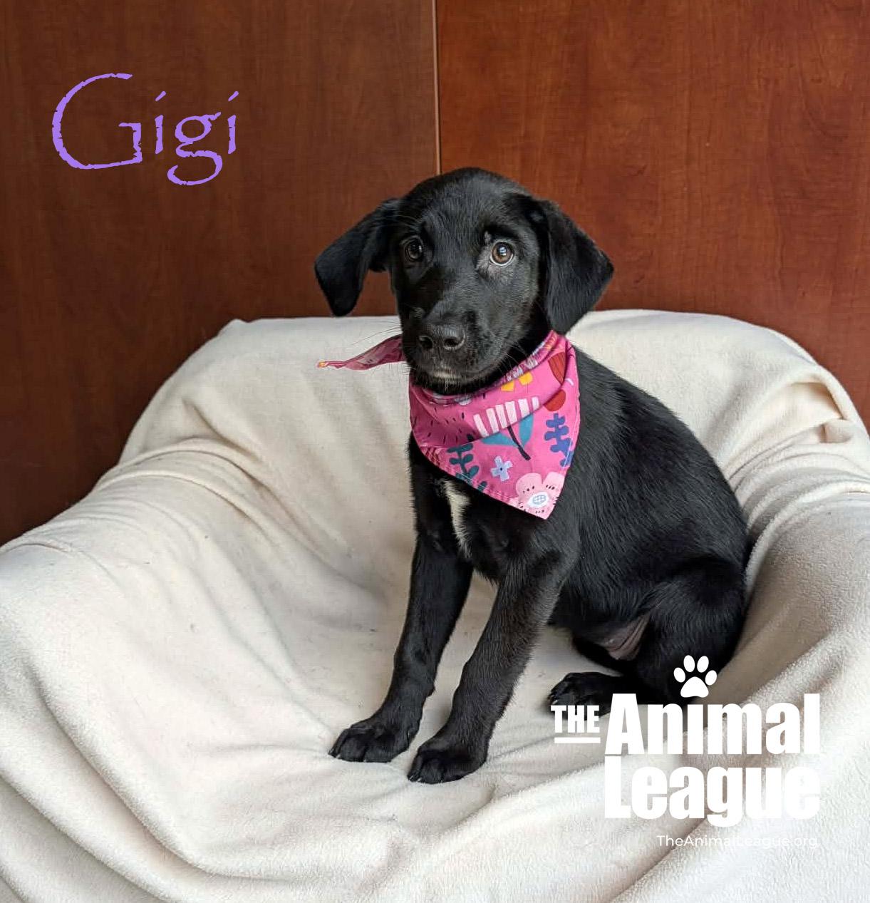 Gigi, a Adoptable mixed breed in Groveland, FL image 1/3