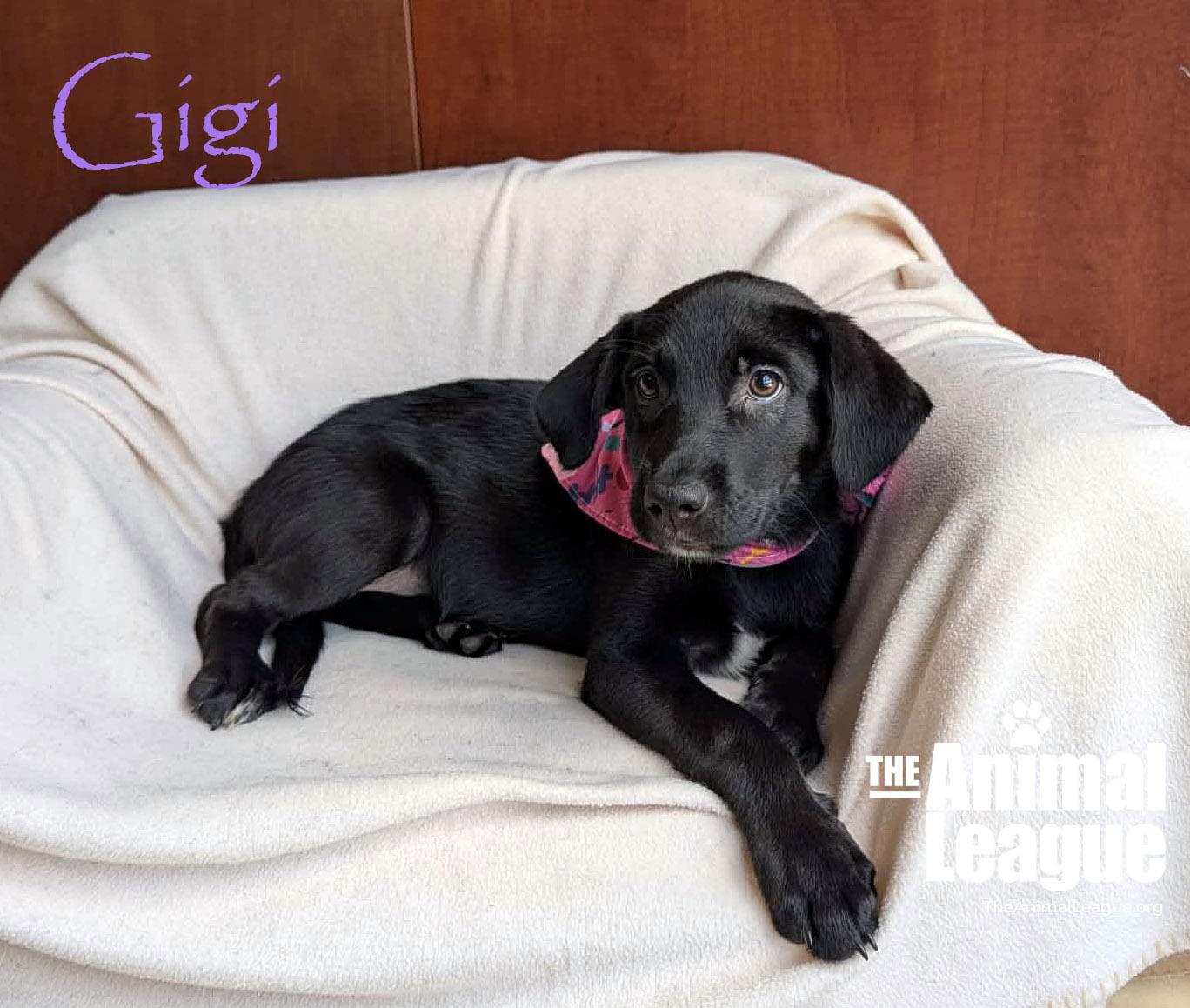 Gigi, a Adoptable mixed breed in Groveland, FL image 3/3