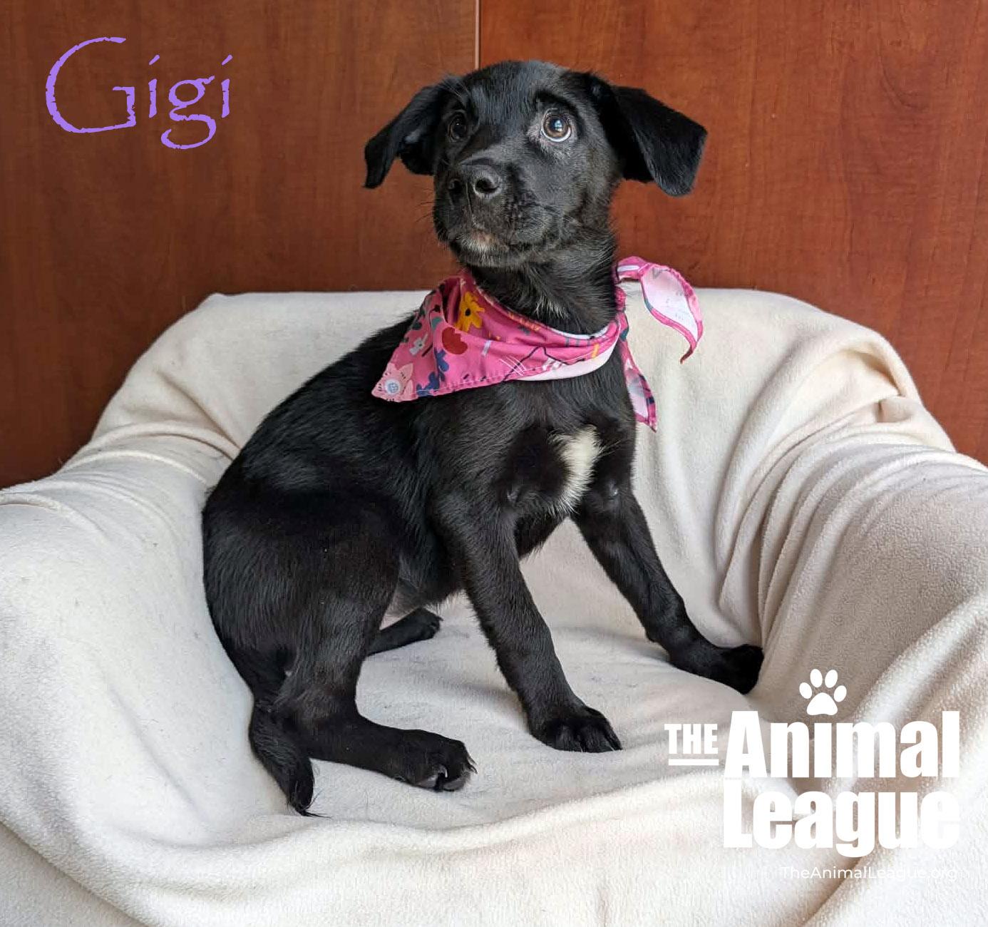 Gigi, a Adoptable mixed breed in Groveland, FL image 2/3