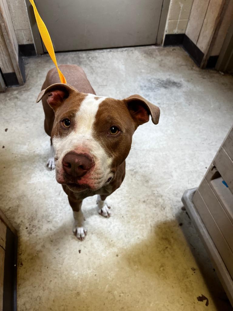 Kane, Adoptable, Young Male Pit Bull Terrier.