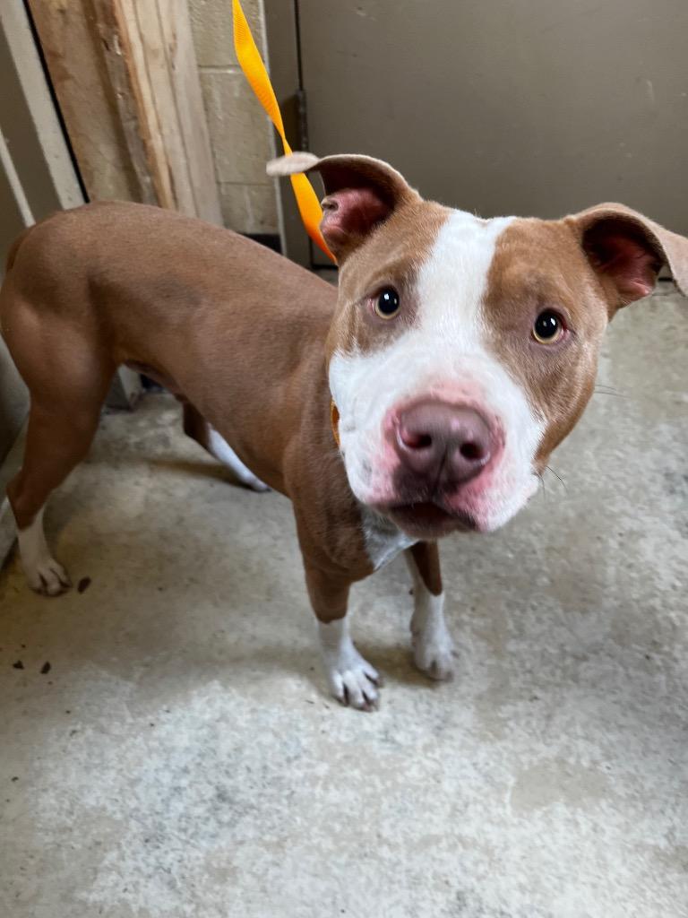 Enlarge Kane, a Adoptable mixed breed in Benton, AR image 2/5