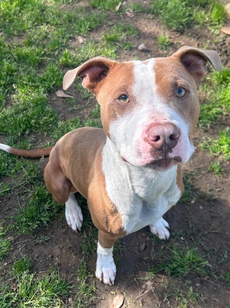 Enlarge Kane, a Adoptable mixed breed in Benton, AR image 4/5