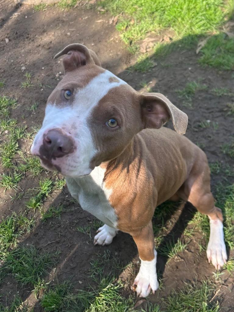 Enlarge Kane, a Adoptable mixed breed in Benton, AR image 5/5