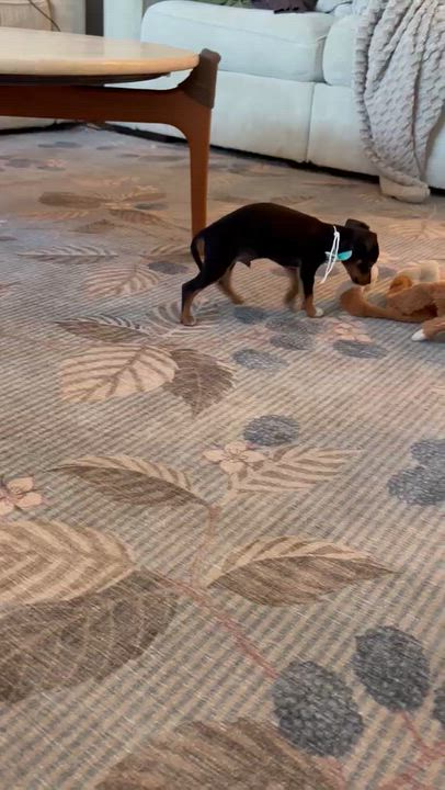 Enlarge Ethan, an adoption pending mixed breed in Olympia , WA video 6/6