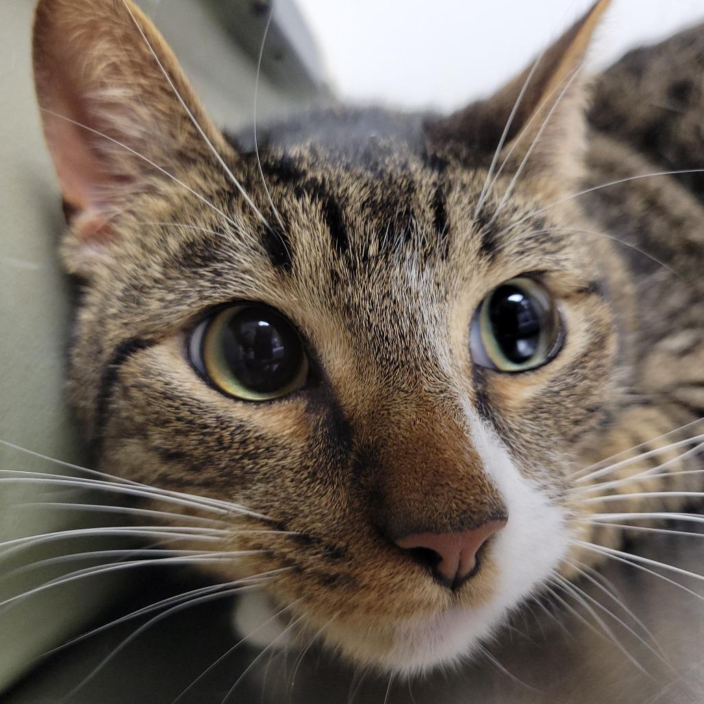 Luffy, Adoptable, Adult Male Domestic Short Hair.