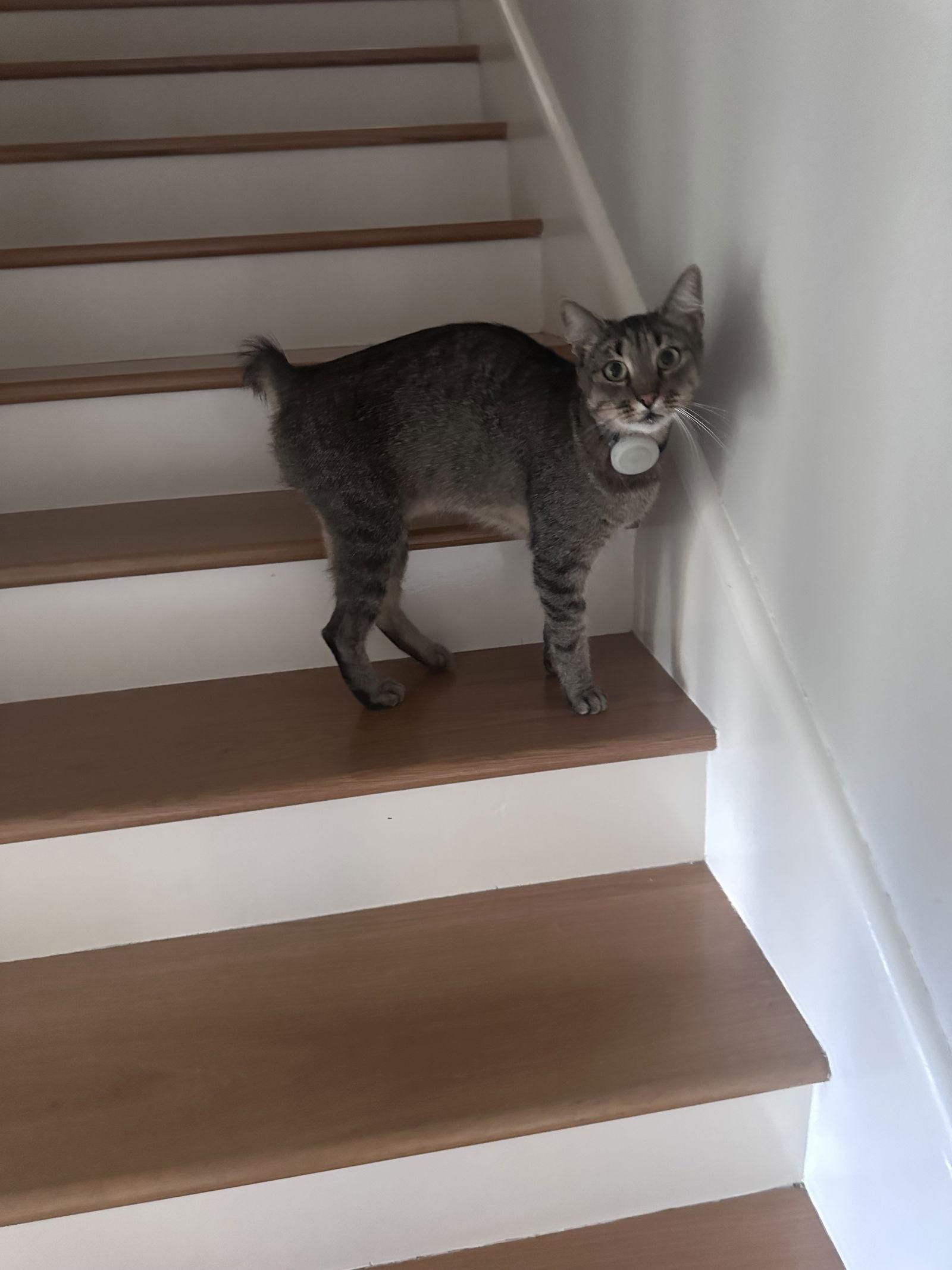 Cash, Adoptable, Adult Male Siamese & Siamese.