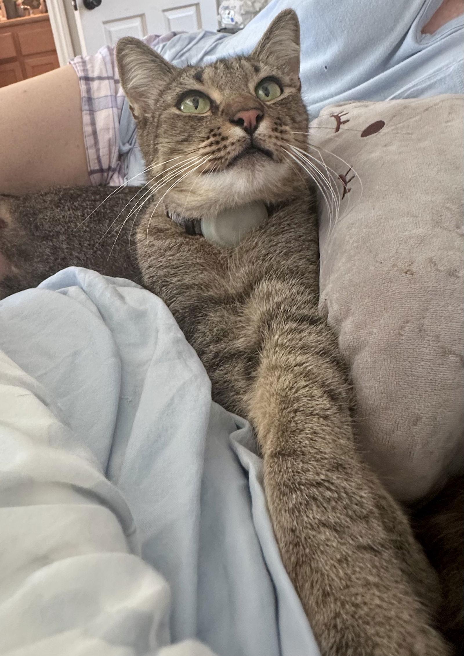 Enlarge Cash, a Adoptable mixed breed in Long Beach, CA image 2/2