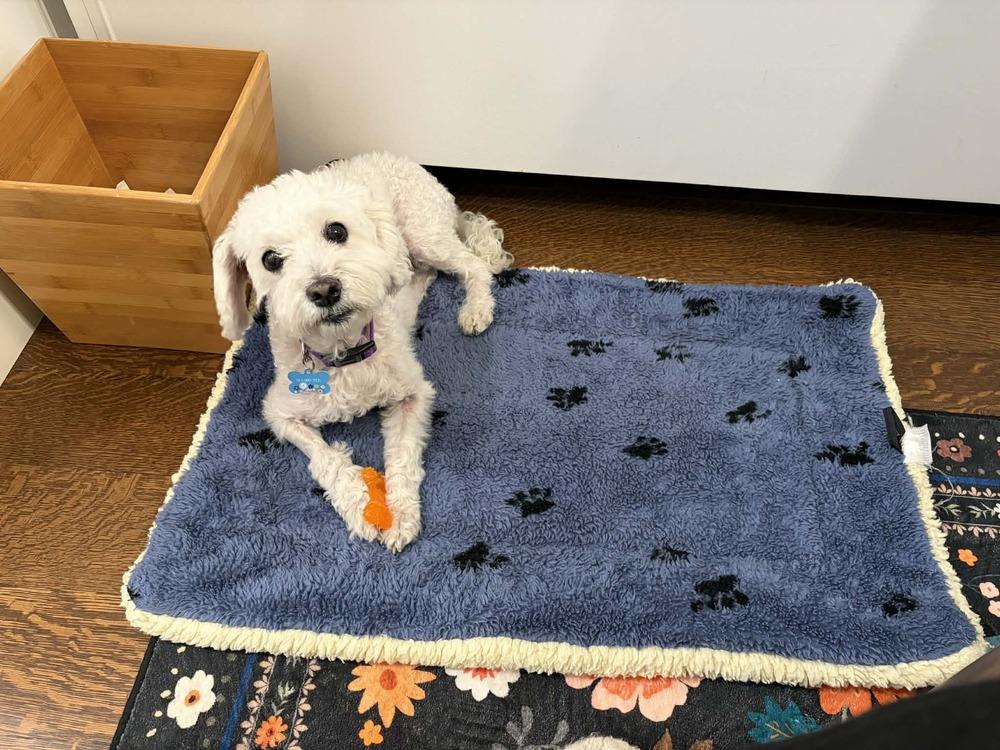 Princess, Adoptable, Senior Female Poodle & Mixed Breed.