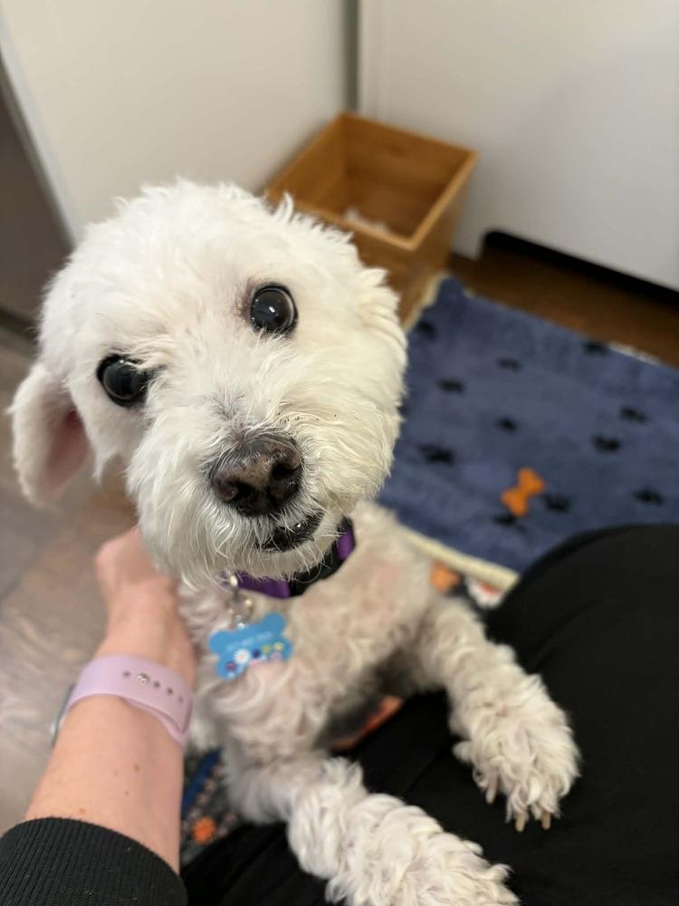 Enlarge Princess, a Adoptable mixed breed in New York, NY image 2/6