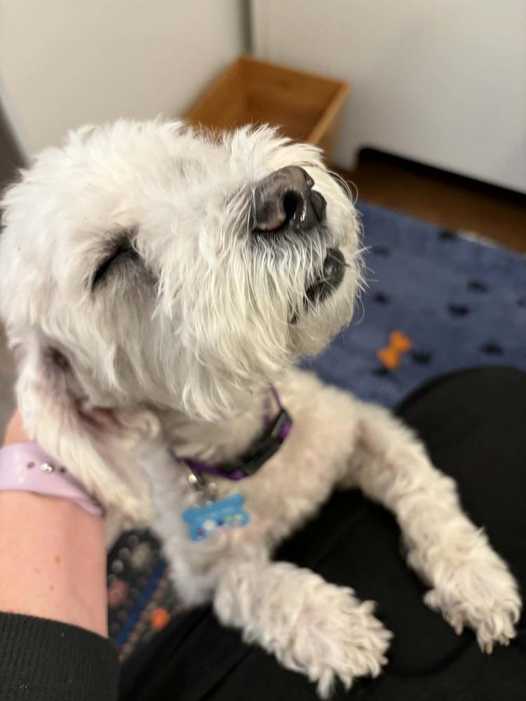 Enlarge Princess, a Adoptable mixed breed in New York, NY image 3/6