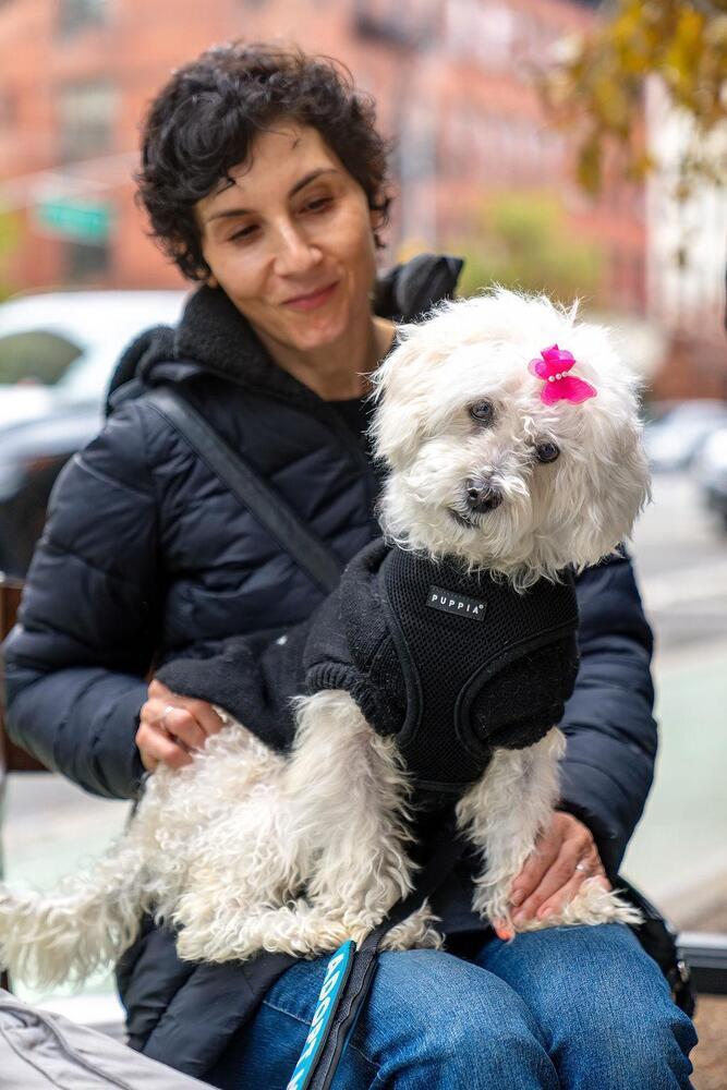 Enlarge Princess, a Adoptable mixed breed in New York, NY image 4/6