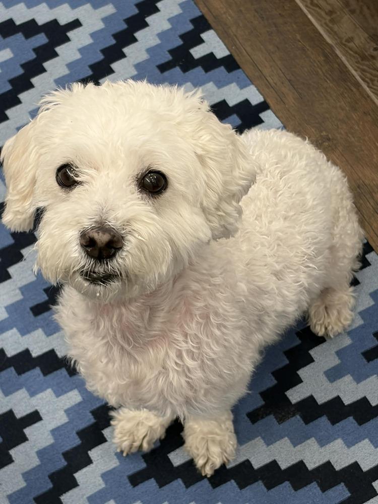 Enlarge Princess, a Adoptable mixed breed in New York, NY image 5/6